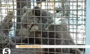 Ведмежа Настю повернули назад у луцький звіринець