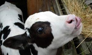 Реєстри на дотацію молодняка ВРХ складатимуть щомісяця