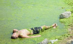 У Чорному морі побільшало синьо-зелених водоростей