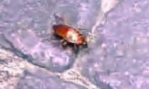 Сміттєві бунти в Неаполі стали причиною нашестя величезних тарганів