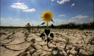 Селяни просять уряд оголосити шість областей постраждалими від засухи