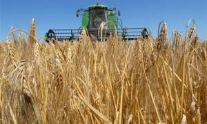 На Волині планують зібрати 790 тисяч тонн зерна