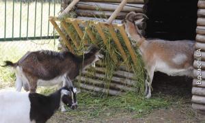 Луцькому зоопарку не вистачає руки господаря