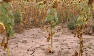 Третина фермерів у США втратила врожай через посуху