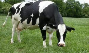 Німецькі корови гинуть від сибірської виразки