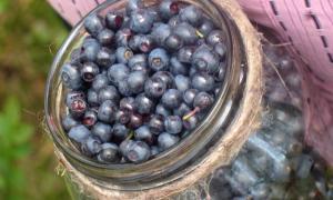 За заготівлю ягід місцеві бюджети отримали 4 мільйони