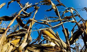 Більше половини території США охоплено посухою