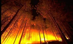 У південноєвропейських країнах палають ліси