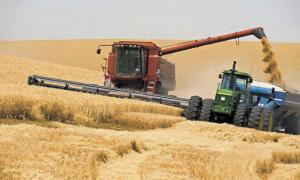 Врожай зернових на Волині збитковим не буде