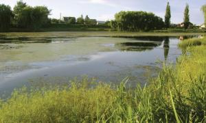 Ставків-озер багато — купатися ніде