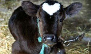 7,5 тисячі волинських господарів отримають дотацію на молодняк ВРХ