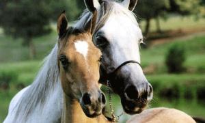 На Горохівщині крадуть коней