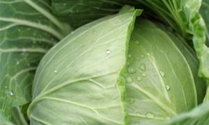 Українців «завалили» польською капустою