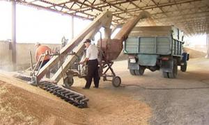 Україна продасть майже половину урожаю зерна