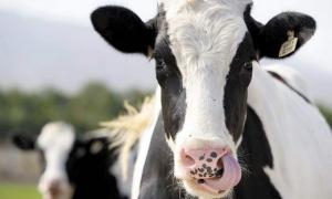 На Волині так і не знають причини нової хвороби корів