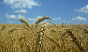 ЗМІ: Уряд приховує правду про справжній врожай зерна