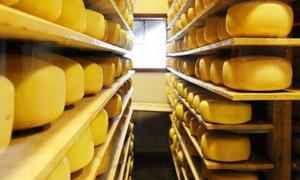 Через «сирну війну» молочна галузь України втратила понад $46 мільйонів