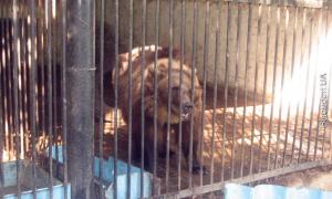 Ведмежа Настю і її маму з Луцького зоопарку переселять у заповідник на Житомирщині