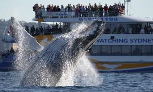 В Австралії пором зіткнувся з двома горбатими китами