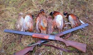 На Волині сезон полювання на пернатих розпочнеться 11 серпня