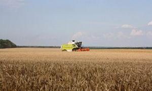 Найвища врожайність зерна зафіксована у Володимир-Волинському, Луцькому і Локачинському районах