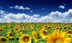 Урожай соняшнику і кукурудзи страждає від небувалої посухи