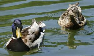 Сезон полювання на дичину на Волині розпочнеться у запланований термін