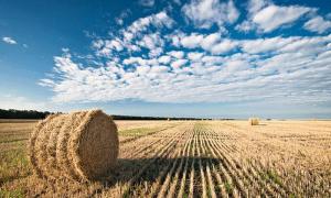 Зловмисники викрадають... солому 
