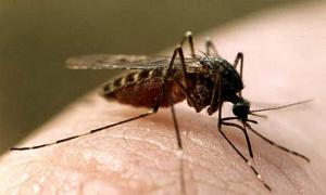 Комар після укусу може лишати під шкірою черв’яків