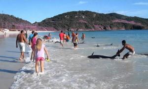 Бразильські туристи врятували життя тридцяти дельфінам