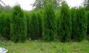 Десятикласника засудили за викрадені туї