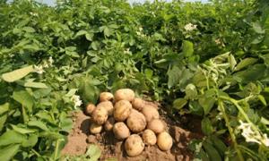 Лікарні області потребують 350 тонн картоплі