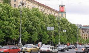 На Хрещатику висадять нові каштани, які не бояться шкідників