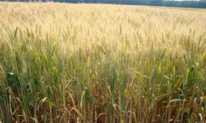 Держава компенсує половину суми за страхування озимої пшениці