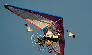 Путін поділився подробицями польоту з журавлями