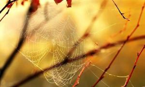 Бабине літо в Україні починається з туману і штормового попередження
