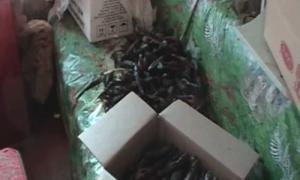 Міліція викрила підпільний цех з переробки риби