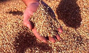 Селянин взяв пшеницю на зберігання та продав її