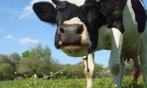 На Ковельщині зменшилось поголів’я ВРХ