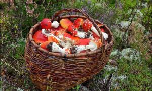 На вересень-жовтень припадає пік отруєнь грибами