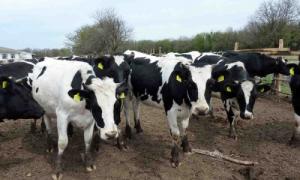 На Волині великої рогатої побільшало майже на 5 тисяч голів