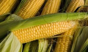 Україна може вибитися у світові лідери з експорту кукурудзи 