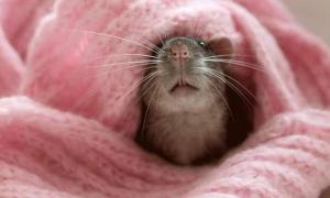 У Європі завершили скандальний експеримент ГМО-продуктів на пацюках