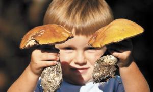 На вересень-жовтень припадає пік отруєнь грибами