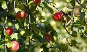 Цього року зберуть більше мільйона тонн яблук