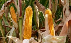 На чужому полі наламав 90 кг качанів кукурудзи