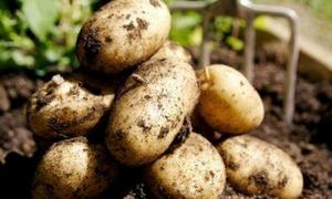 На Волині картоплю закупили по 2,4 грн. за кілограм