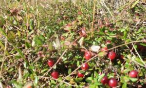 Маневицьку журавлину експортують в Америку та Канаду