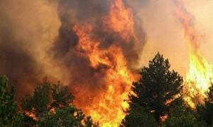 ФСБ: До лісових пожеж в Європі причетна «Аль-Каїда»