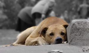 У Луцьку розпочато реалізацію проекту щодо безпритульних тварин